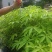 大肚木棉，美丽异木棉，大腹木棉(正宗大腹木棉)