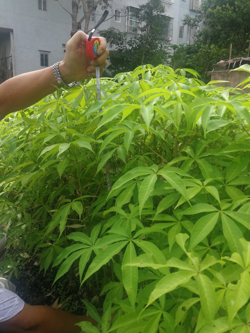 大肚木棉，美丽异木棉，大腹木棉(正宗大腹木棉)