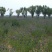 沙打旺种子多年生牧草种籽绿肥种籽防沙固土护坡耐寒耐旱