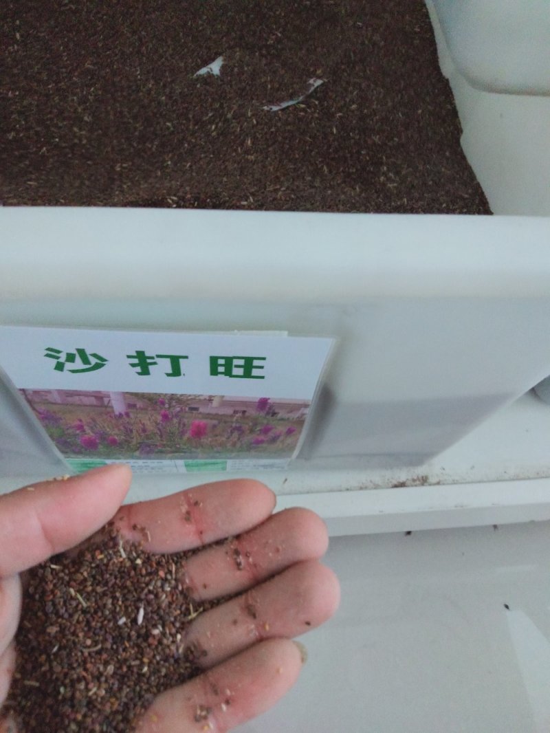 沙打旺种子多年生牧草种籽绿肥种籽防沙固土护坡耐寒耐旱