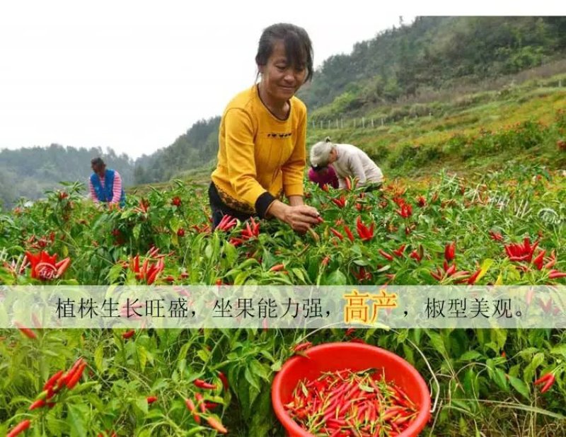 特大朝天椒种子高产朝天椒种子1000粒/包