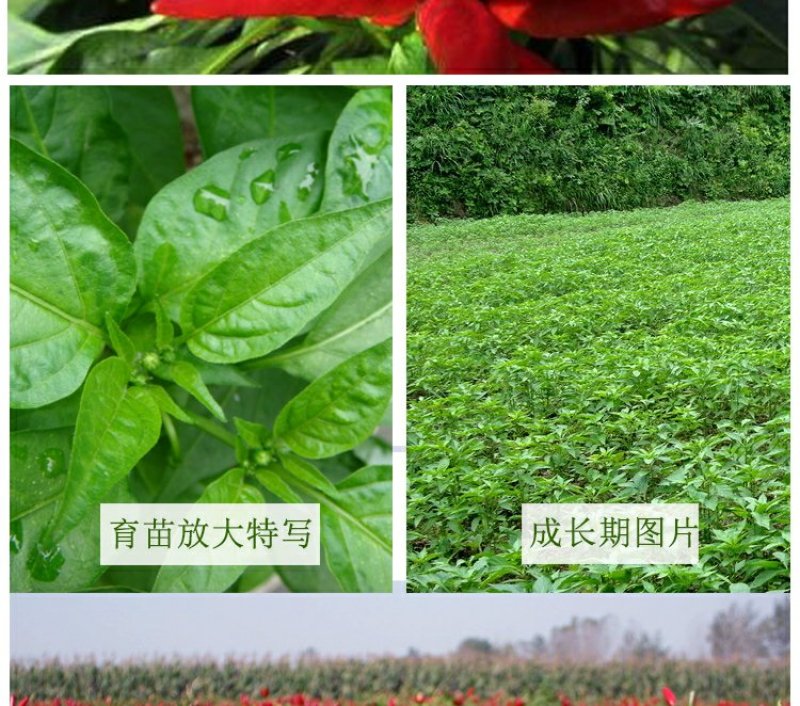 特大朝天椒种子高产朝天椒种子1000粒/包