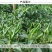 特大朝天椒种子高产朝天椒种子1000粒/包