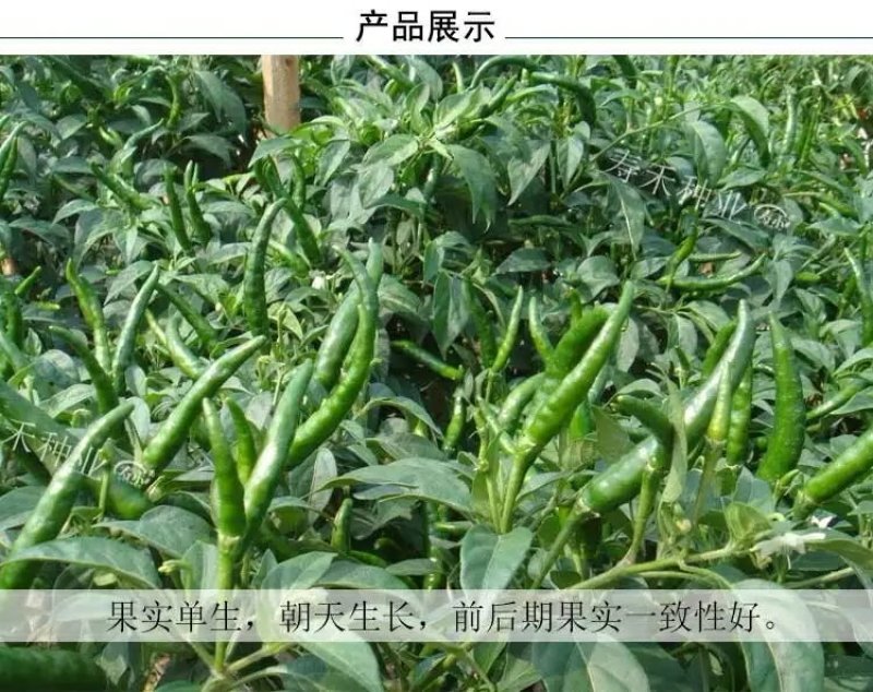 特大朝天椒种子高产朝天椒种子1000粒/包