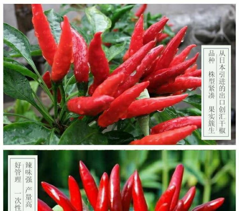 特大朝天椒种子高产朝天椒种子1000粒/包