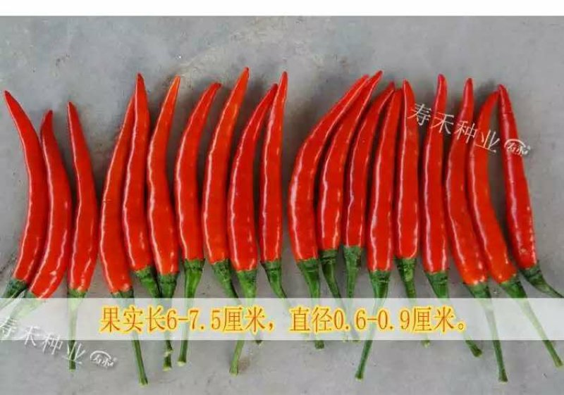 特大朝天椒种子高产朝天椒种子1000粒/包