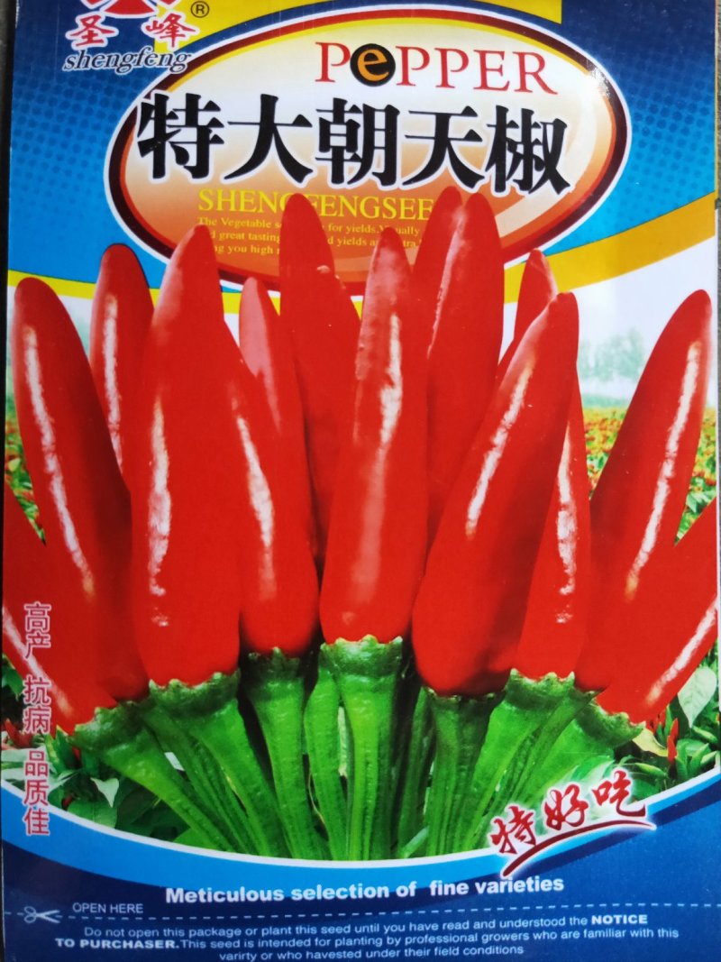 特大朝天椒种子高产朝天椒种子1000粒/包