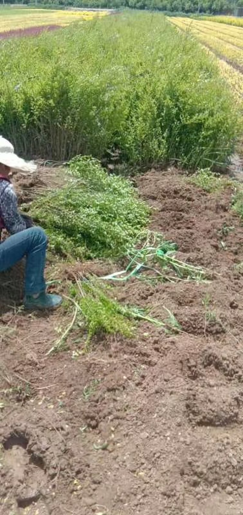 绿化苗小叶女贞工程苗，小叶女贞球，四季不落叶