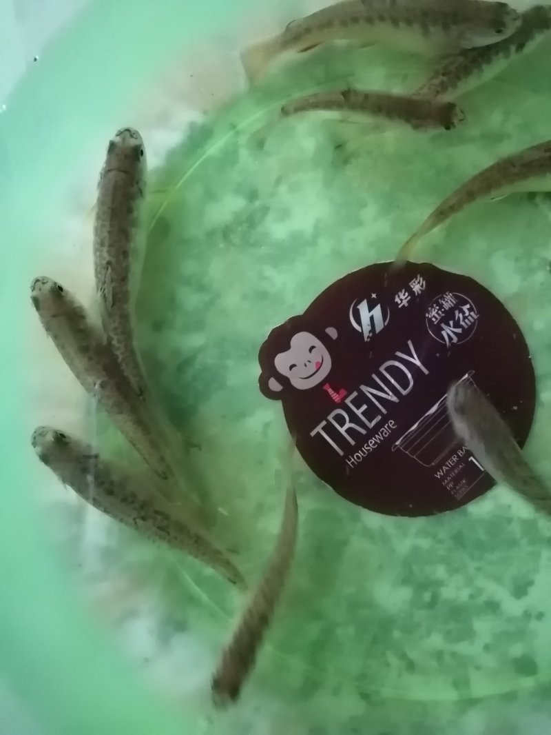 土鱼苗，雅鱼苗，泉鱼苗，