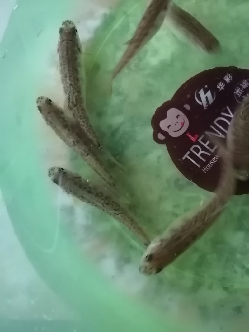 土鱼苗，雅鱼苗，泉鱼苗，