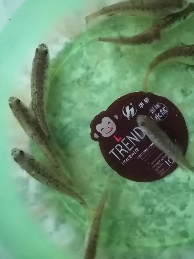 土鱼苗，雅鱼苗，泉鱼苗，