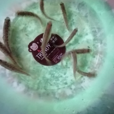 土鱼苗，雅鱼苗，泉鱼苗，