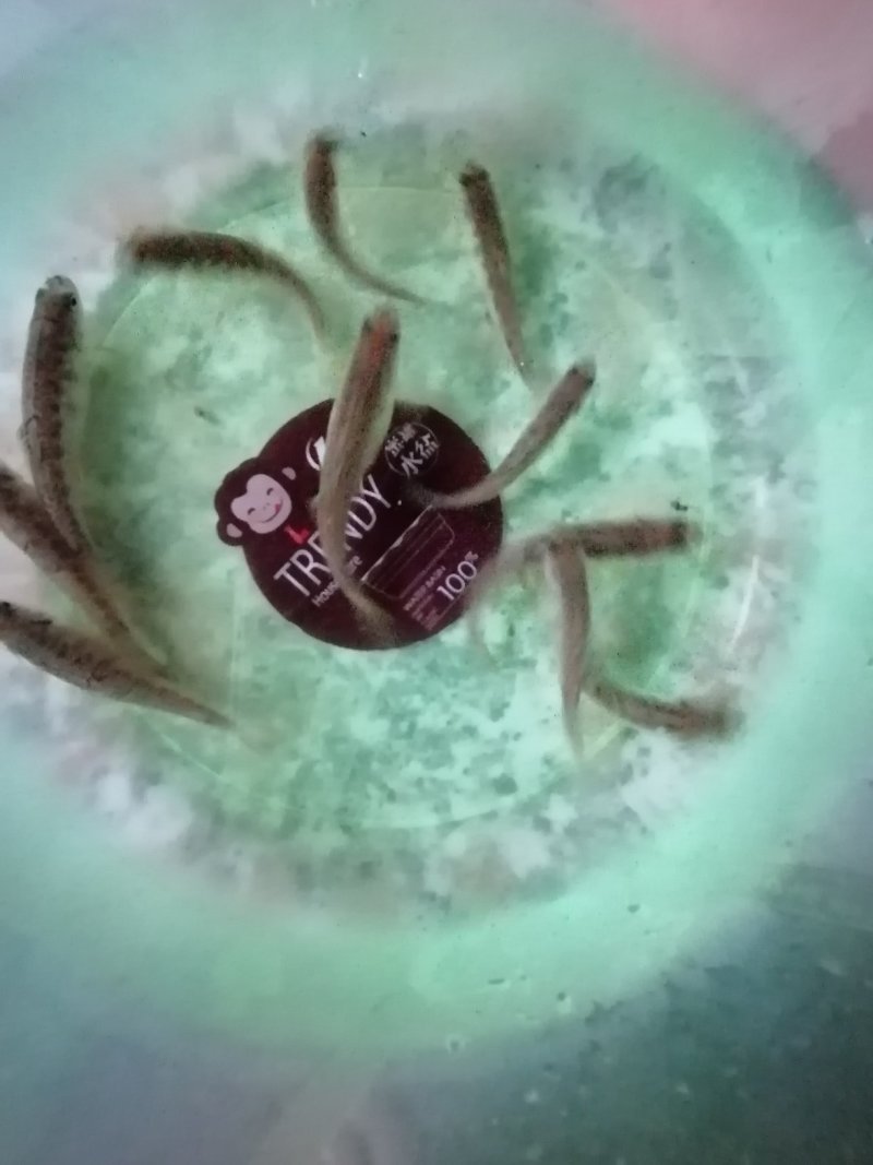 土鱼苗，雅鱼苗，泉鱼苗，