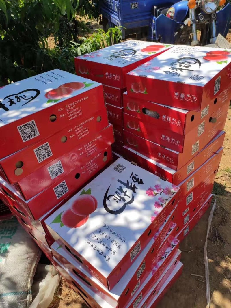 三丰黄肉油桃早中晚熟都有，7月1号供货