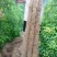 22年新山药已大量上市