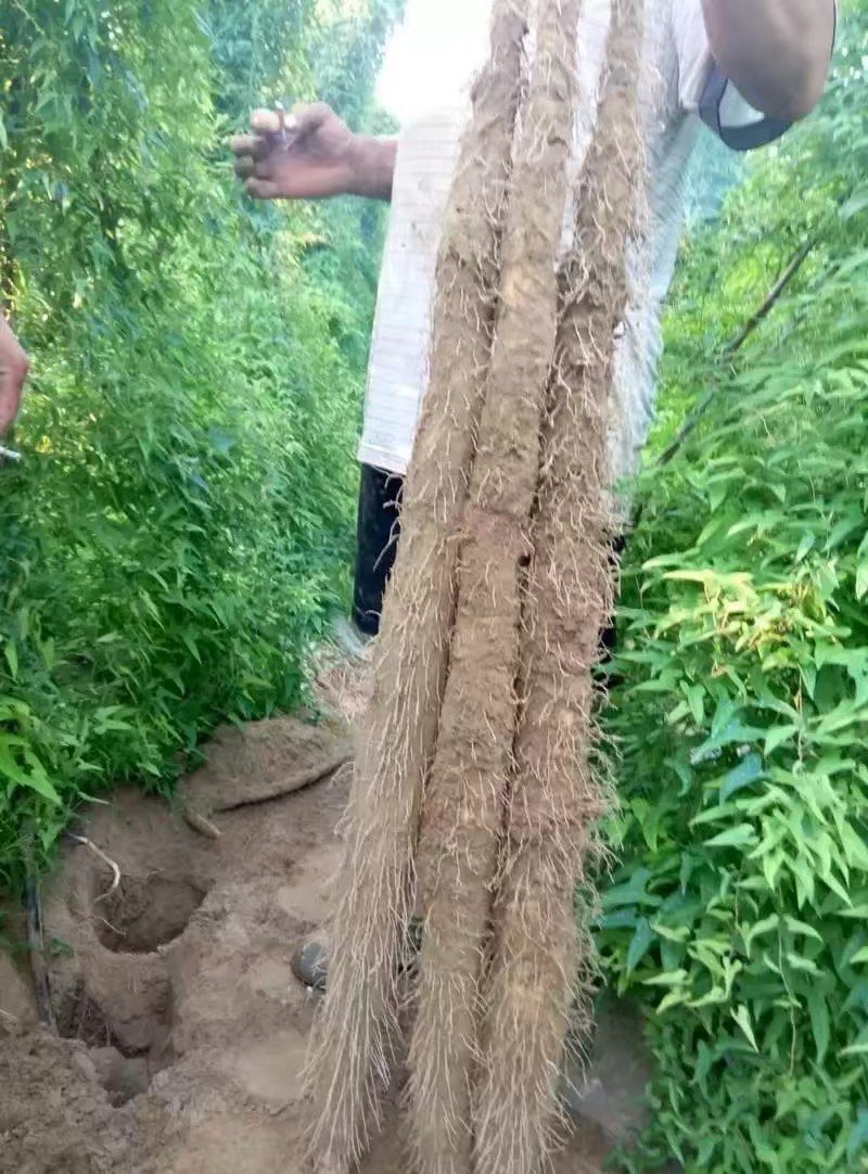 22年新山药已大量上市