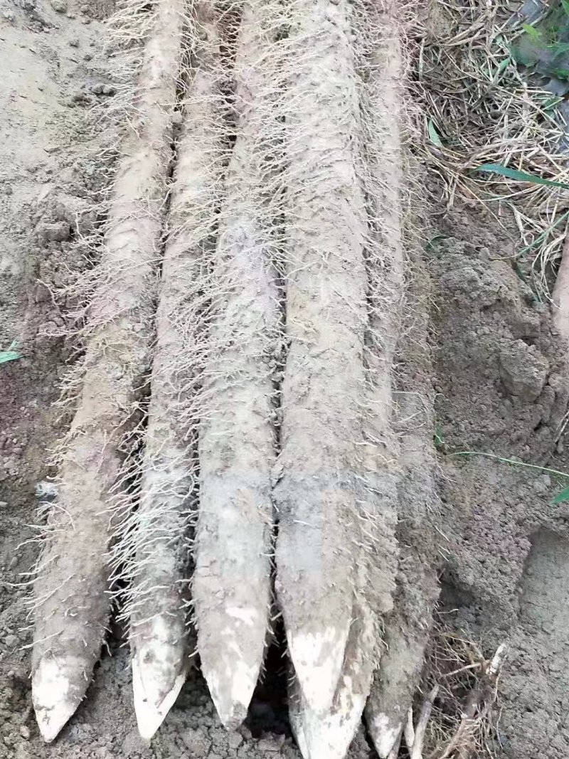 22年新山药已大量上市