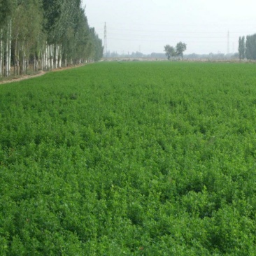 进口紫花苜蓿种子多年生牧草种子营养丰富适口性好南北方种