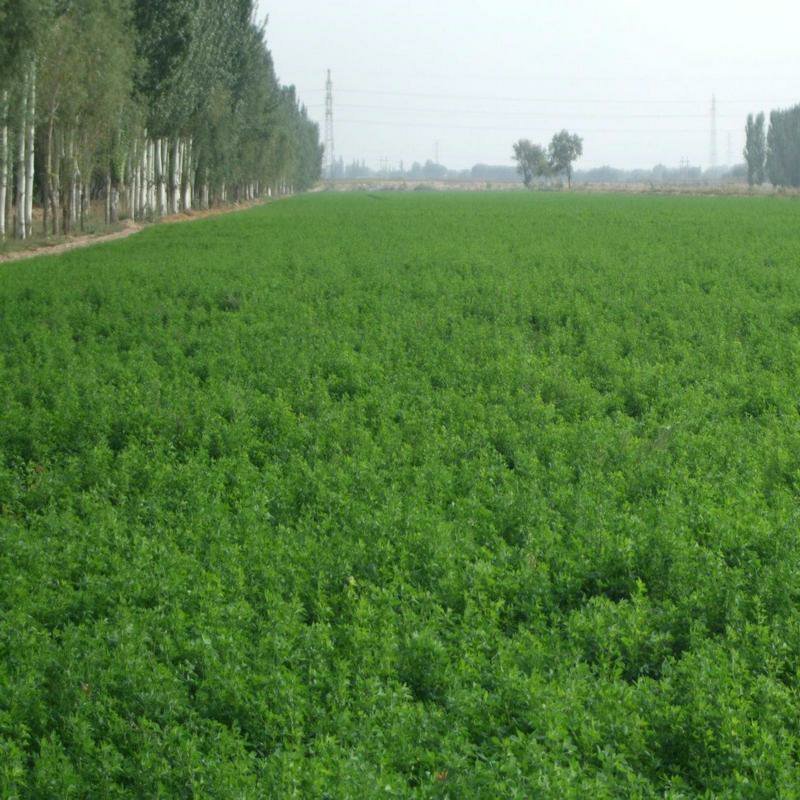 进口紫花苜蓿种子多年生牧草种子营养丰富适口性好南北方种