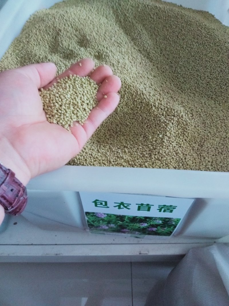 进口紫花苜蓿种子多年生牧草种子营养丰富适口性好南北方种