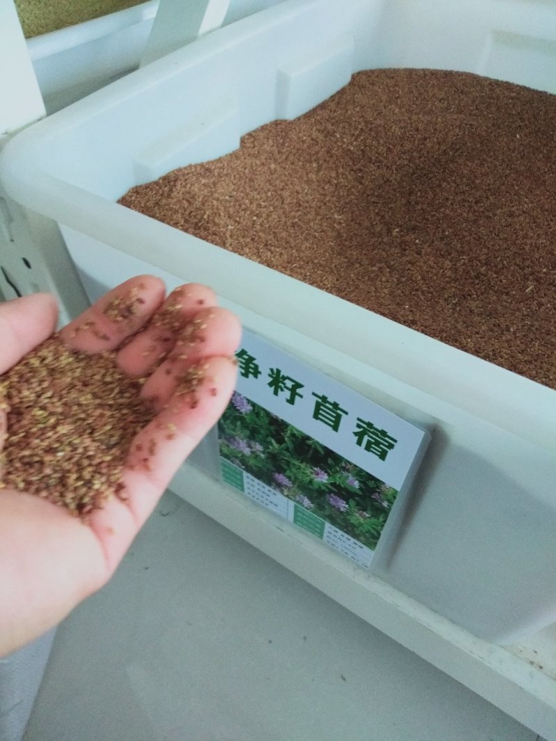 进口紫花苜蓿种子多年生牧草种子营养丰富适口性好南北方种