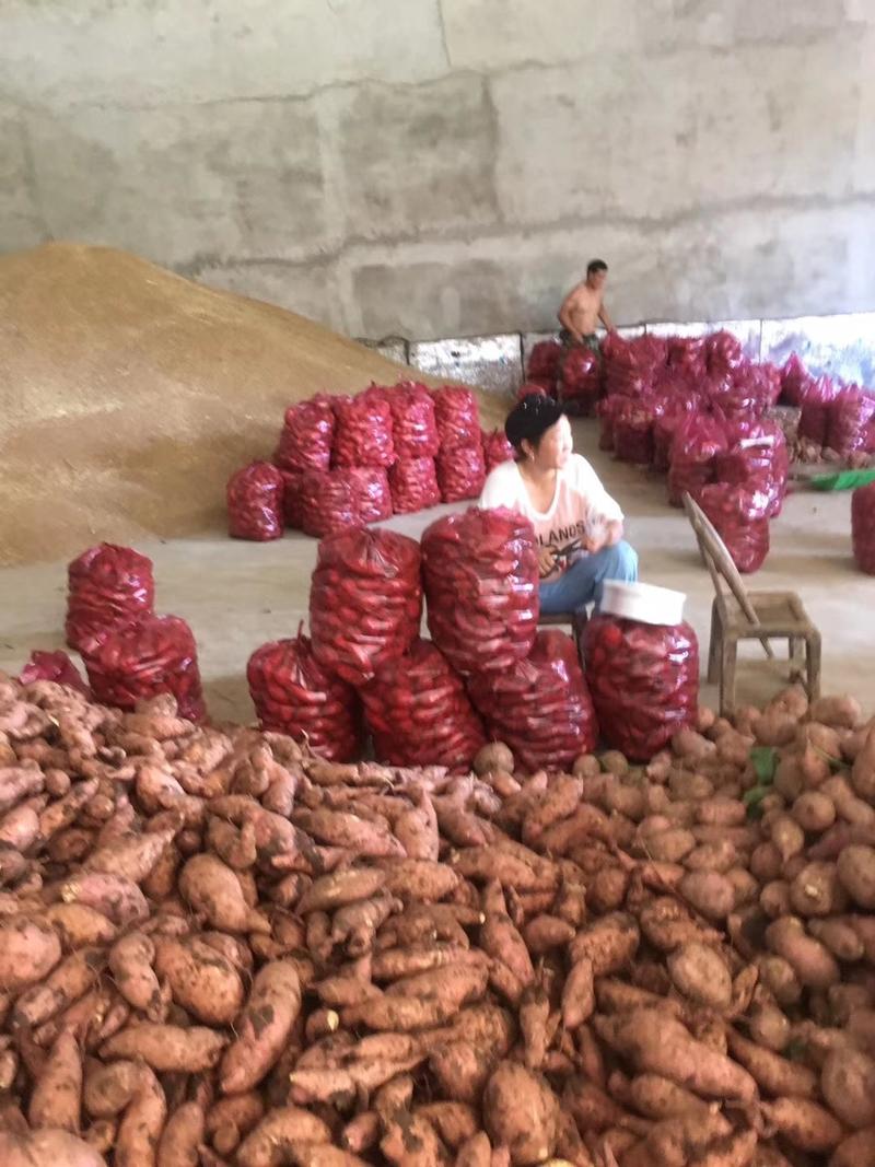 龙九红薯大量供应，保证质量，产地直供龙薯黄心蜜薯