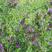 多年生紫花苜蓿草种子牧草种子高产可喂养猪牛羊鸡鸭鹅鱼