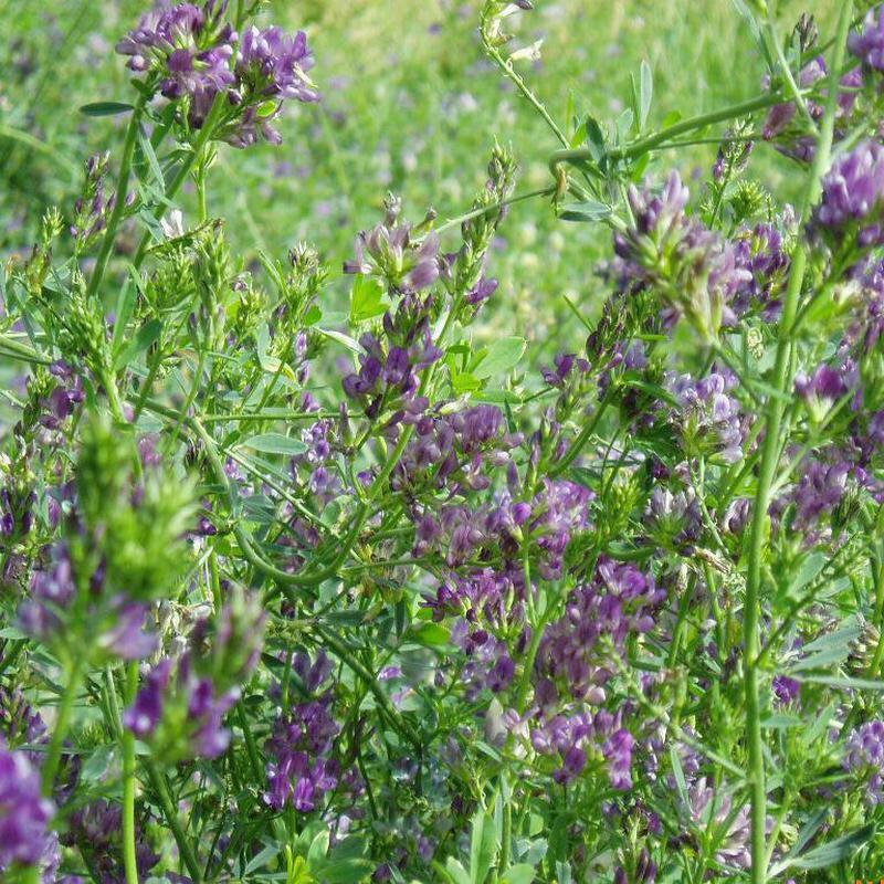 多年生紫花苜蓿草种子牧草种子高产可喂养猪牛羊鸡鸭鹅鱼