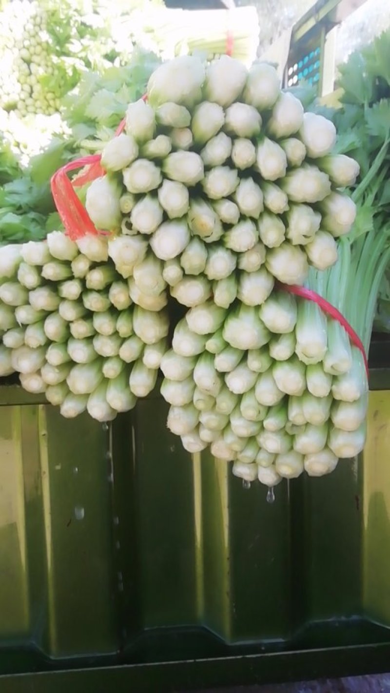 毛芹
