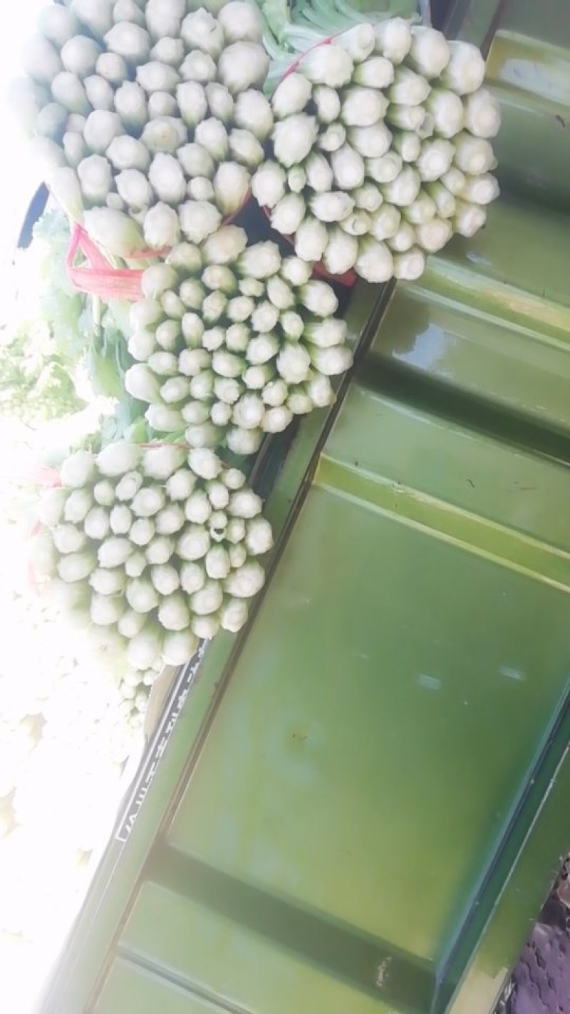 毛芹