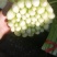 毛芹