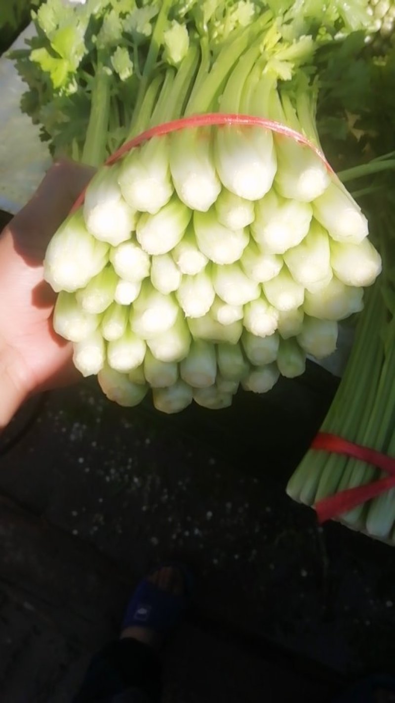毛芹