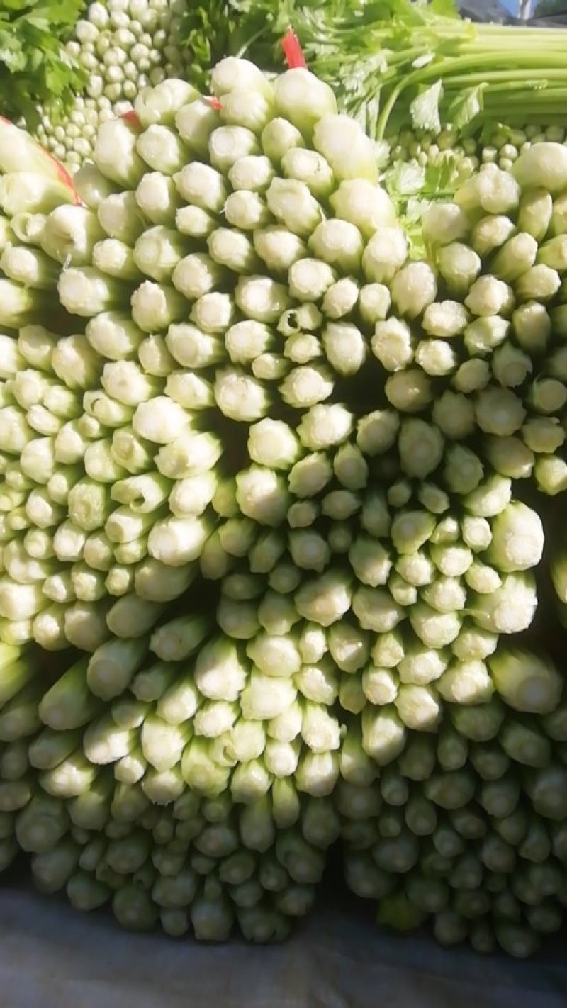 毛芹
