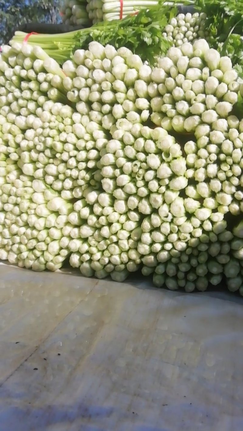 毛芹