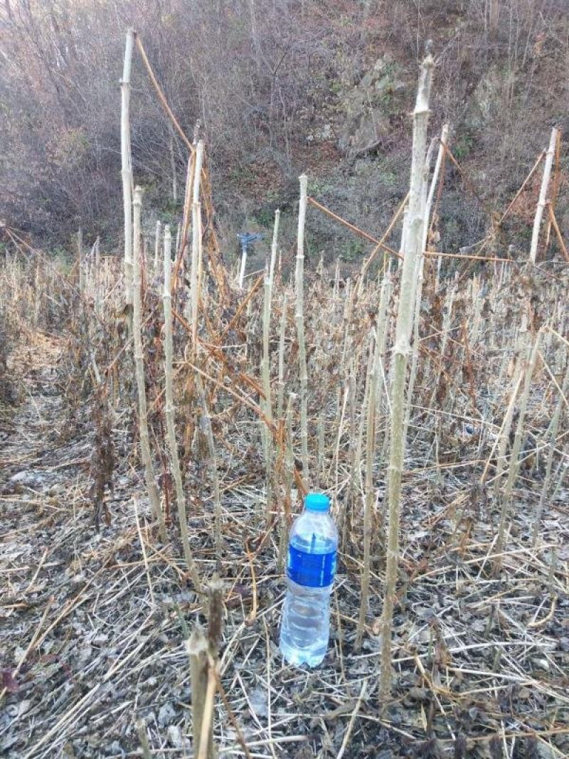 刺嫩芽苗刺老包乌龙头苗刺龙芽种苗