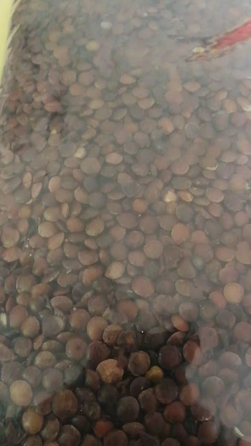 酸枣仁炒酸枣仁炒制酸枣仁农家初选农副产品