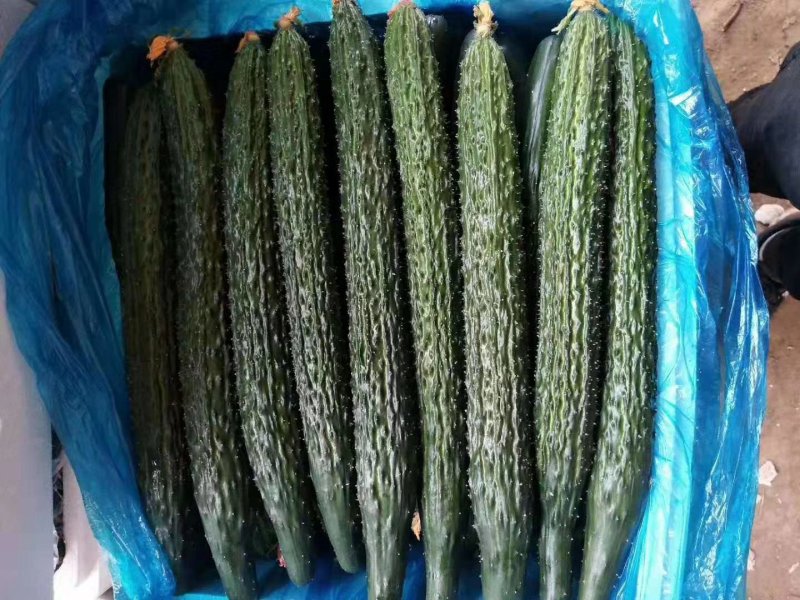 油量黄瓜即将大量上市