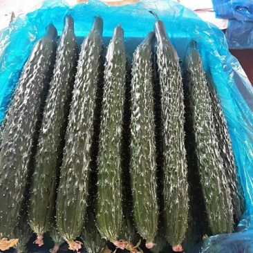 油量黄瓜即将大量上市
