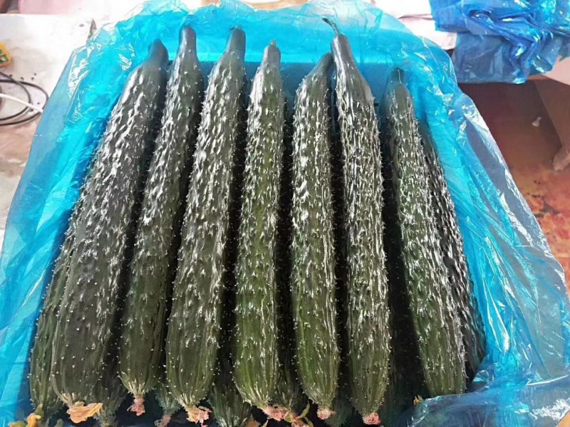 油量黄瓜即将大量上市
