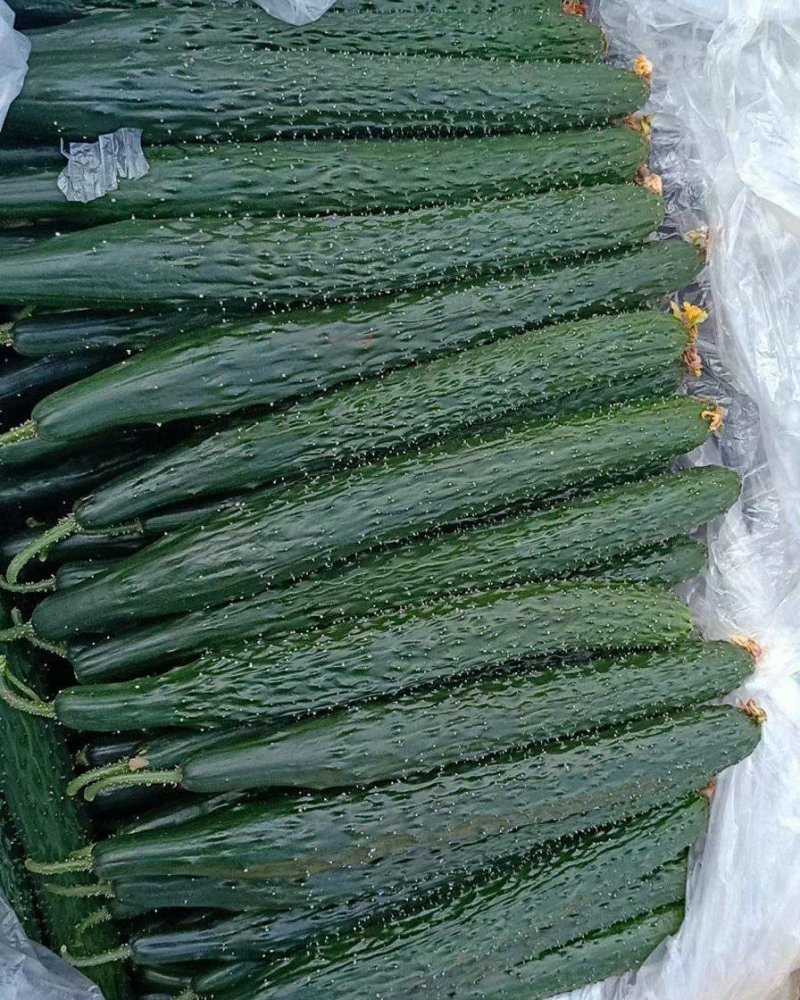 油量黄瓜即将大量上市
