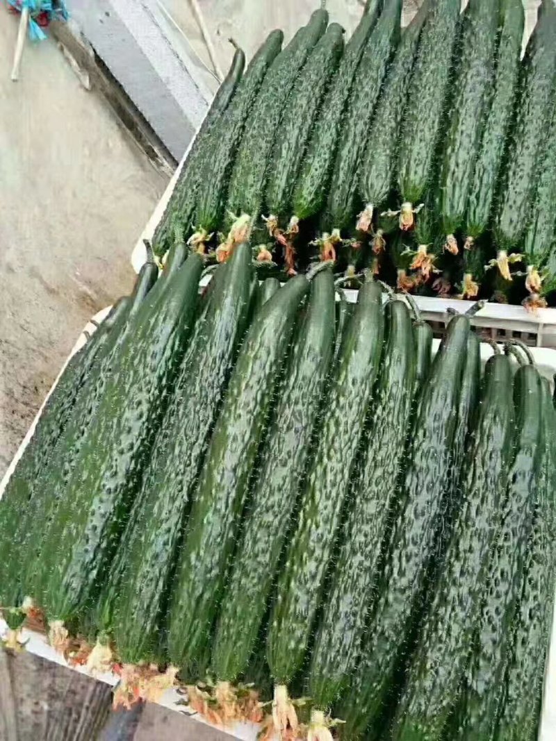 油量黄瓜即将大量上市