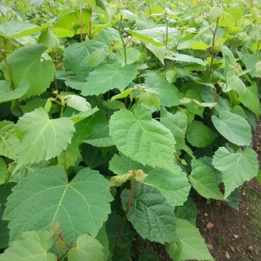椴树苗紫椴苗糠椴苗紫椴树苗小叶椴大叶椴木苗