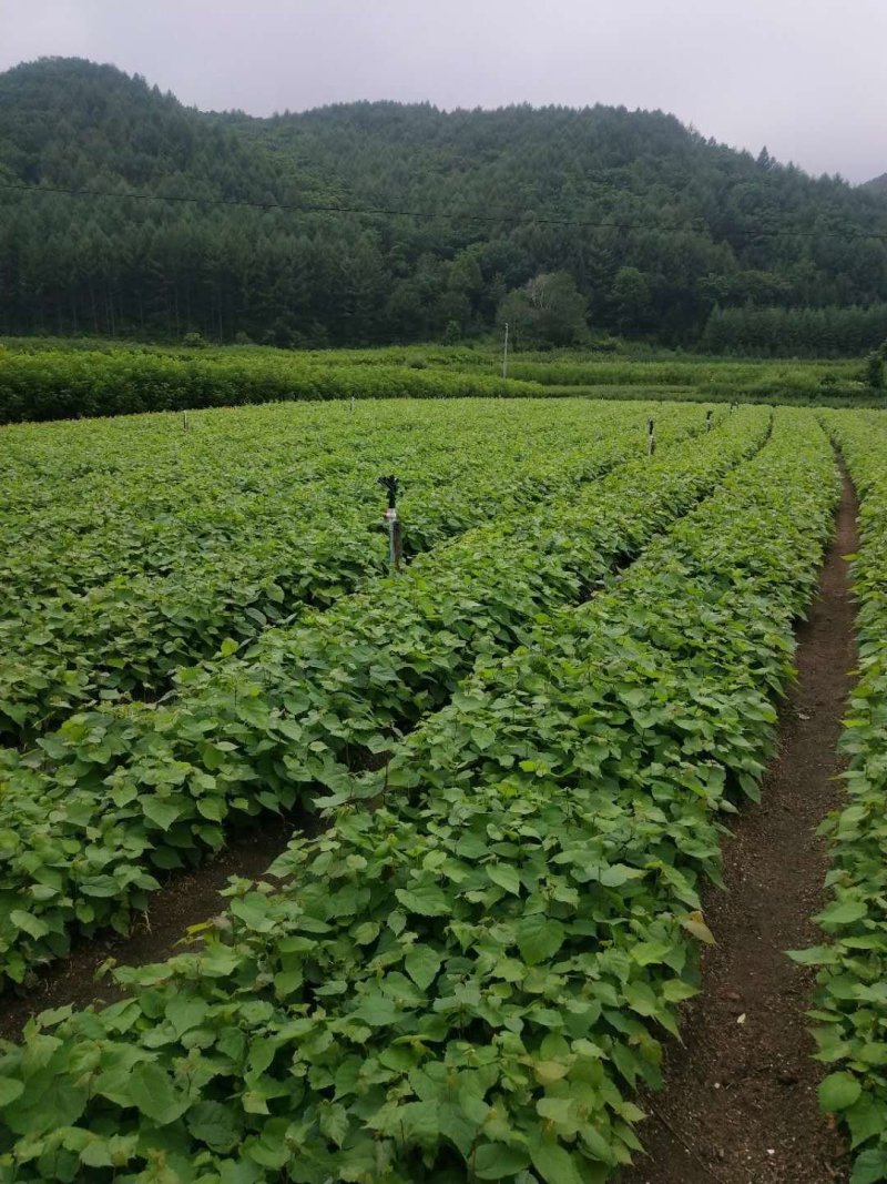 椴树苗紫椴苗糠椴苗紫椴树苗小叶椴大叶椴木苗