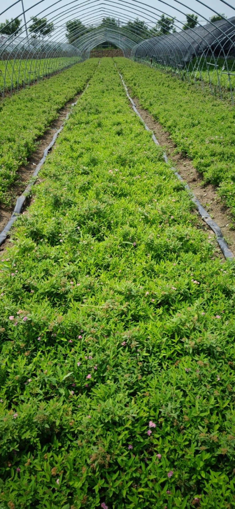 青叶绣线菊青叶绣线菊基地直发量大从优包成活