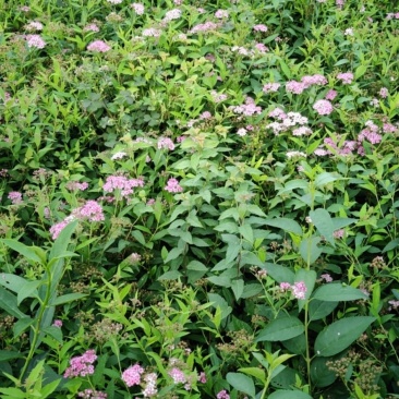 青叶绣线菊青叶绣线菊基地直发量大从优包成活