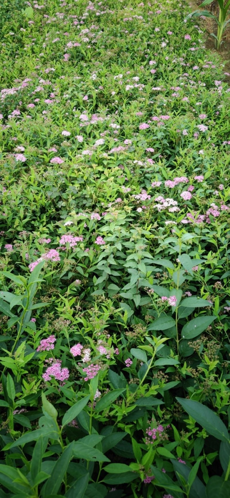 青叶绣线菊青叶绣线菊基地直发量大从优包成活