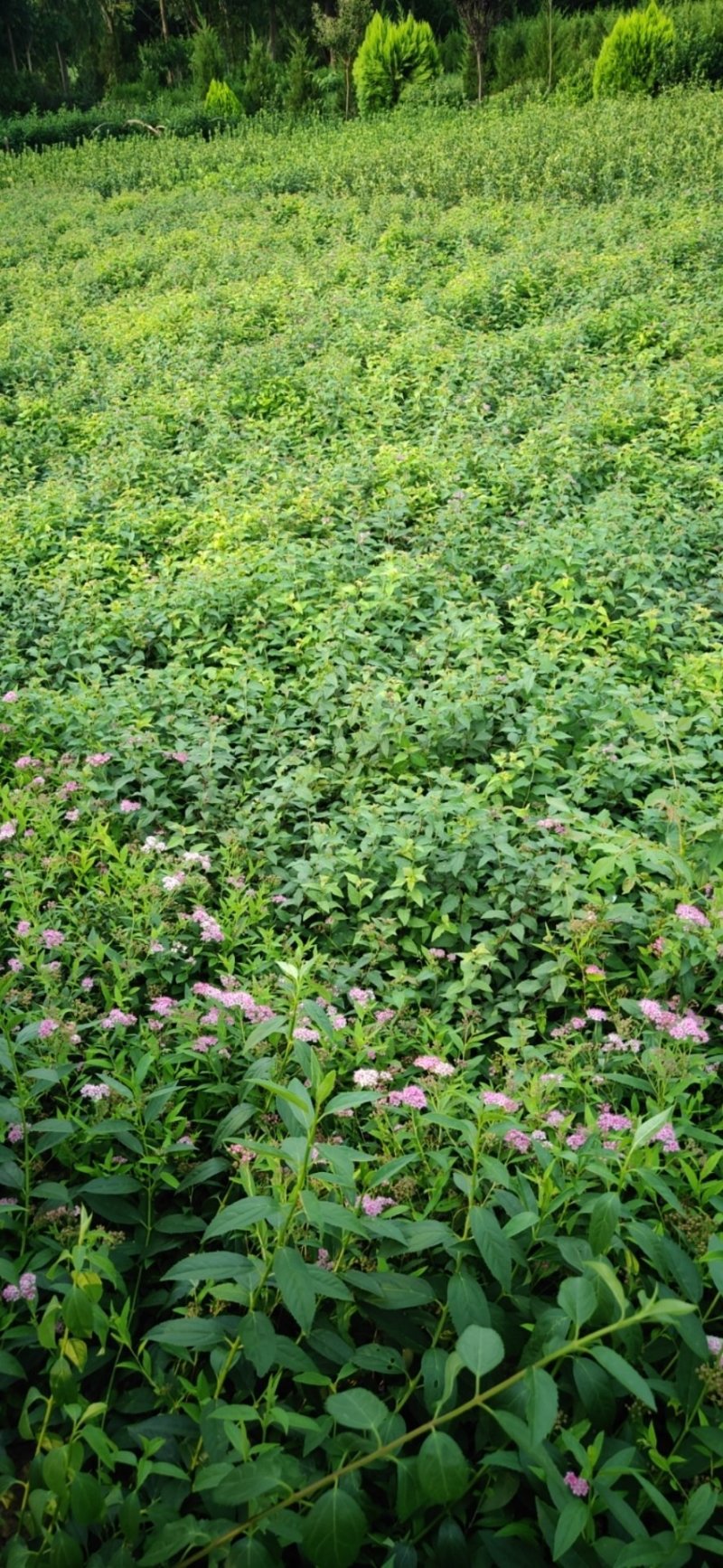 青叶绣线菊青叶绣线菊基地直发量大从优包成活