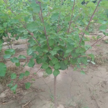 黄栌，土球，裸根，带盆，都有，量大，常年发货到全国各地，