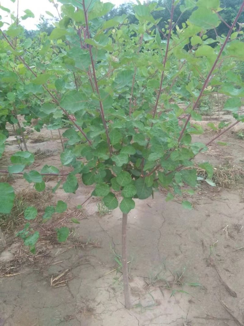 黄栌，土球，裸根，带盆，都有，量大，常年发货到全国各地，