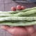 大量供应精品白肉豆，王中王，欢迎各位老板下单